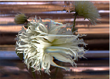Bruce Checefsky, Dahlia Suki Yori No Shisha, archival pigment on Hahnemühle Fine Art Baryta paper, 24 x 30 Framed, 2011